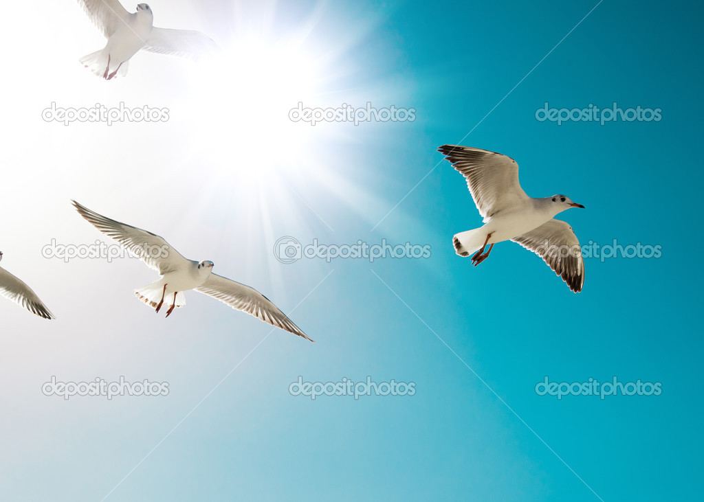 seagulls