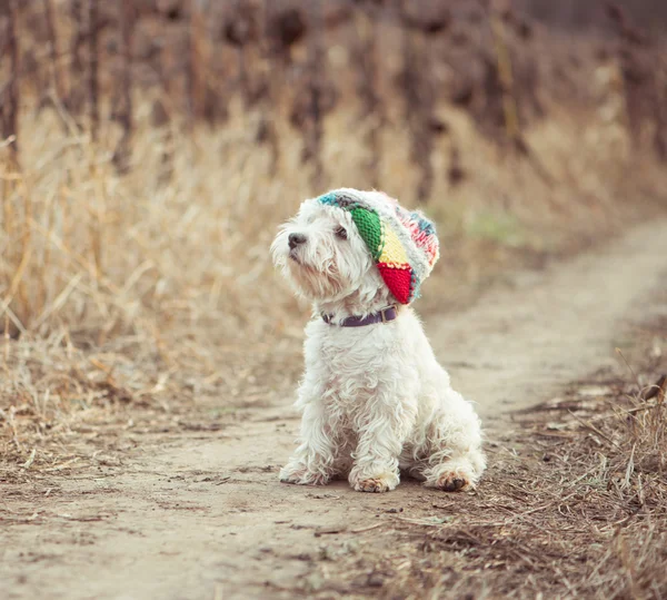 Şapkalı küçük köpek — Stok fotoğraf