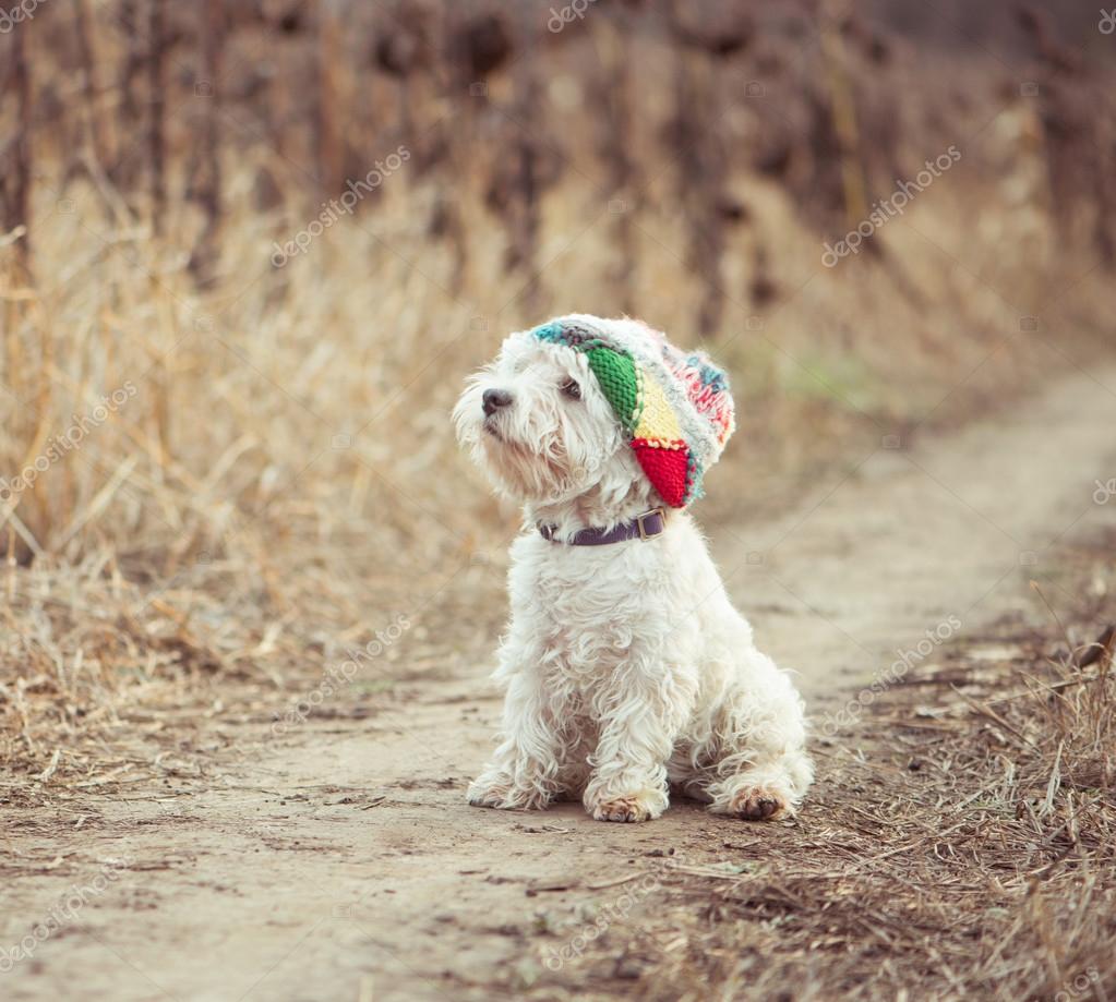 Small dog in the hat — Stock Photo © tan4ikk 35139389