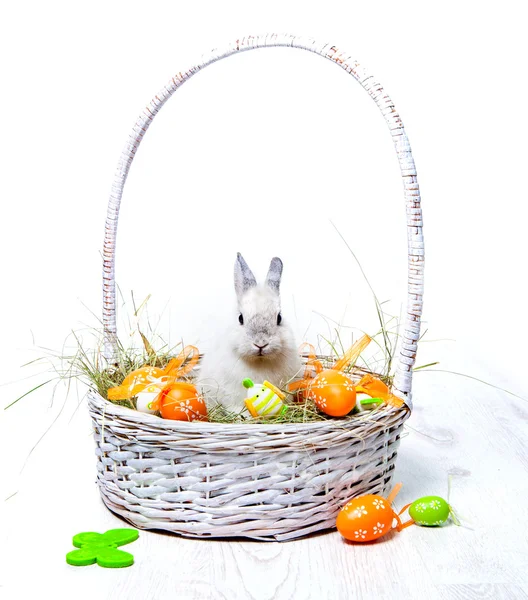 Rabbit in a basket — Stock Photo, Image