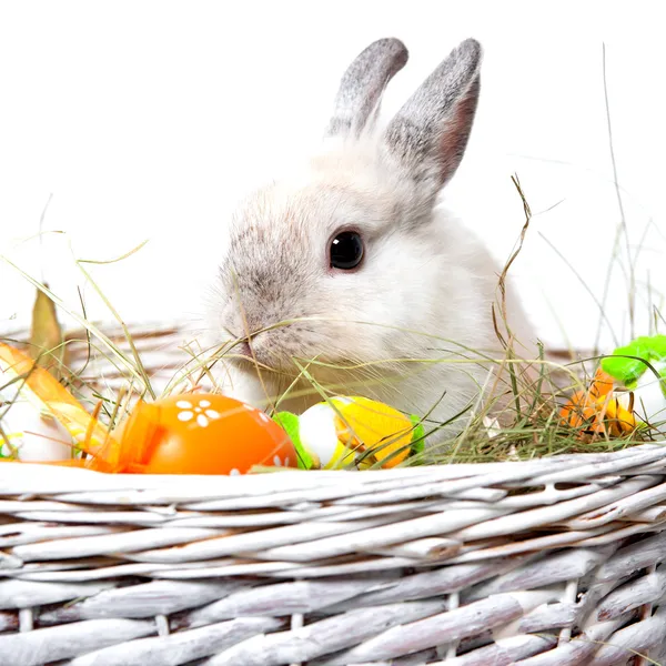 Rabbit in a basket — Stock Photo, Image