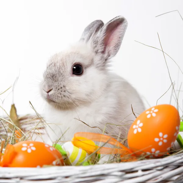 Weiße Kaninchen in einem Korb — Stockfoto