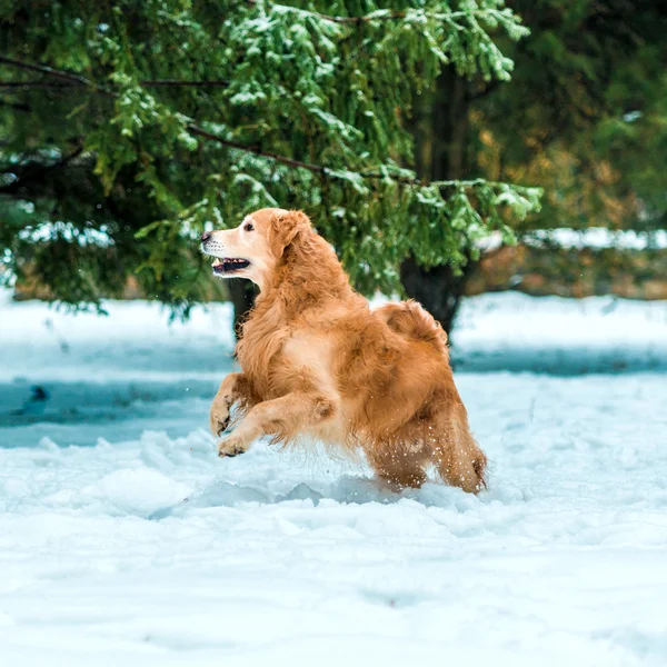 Golden retriever kadar basit — Stok fotoğraf