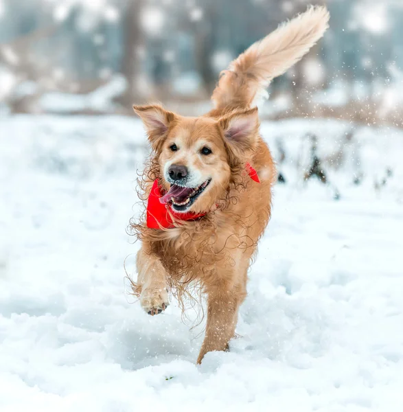 Golden retriever kadar basit — Stok fotoğraf