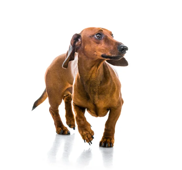 Brązowe włosy krótkie jamnik pies — Zdjęcie stockowe