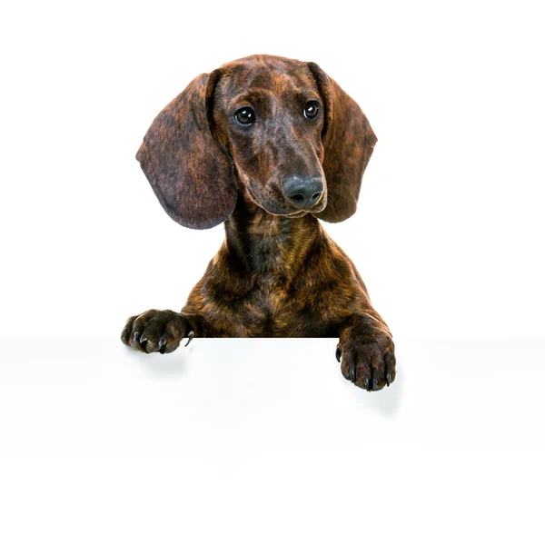 Dachshund boş işareti ile — Stok fotoğraf