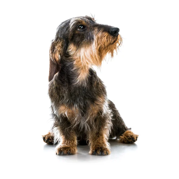 棕色短发腊肠狗的狗 — 图库照片