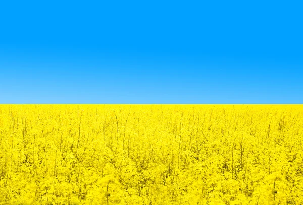 Ukrainian flag — Stock Photo, Image