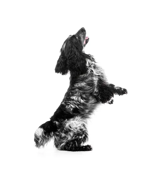 Cocker Spaniel cachorro cão — Fotografia de Stock