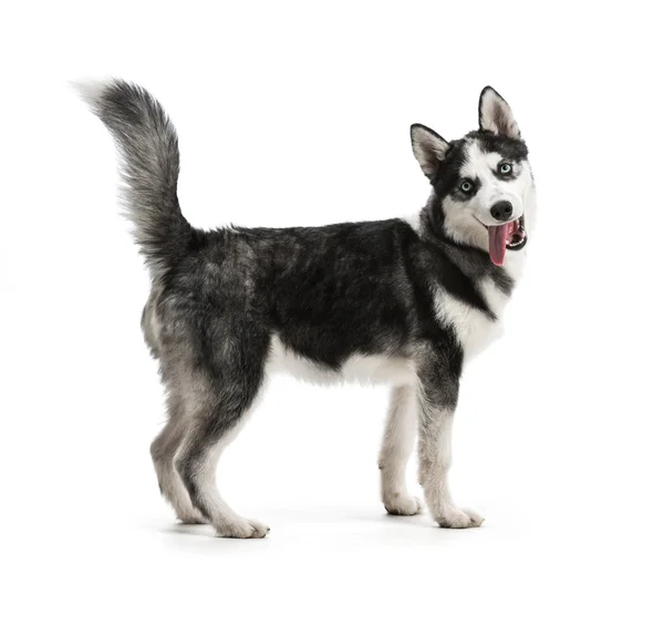 Husky puppy — Stock Photo, Image