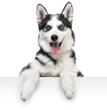 Husky köpek portre beyaz yukarıda