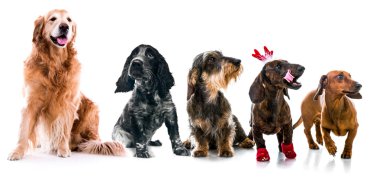 köpek fotoğraf izole farklı doğurmak ayarla