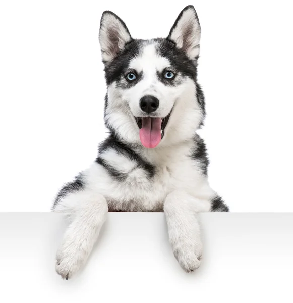 Husky hond portret boven wit — Stockfoto