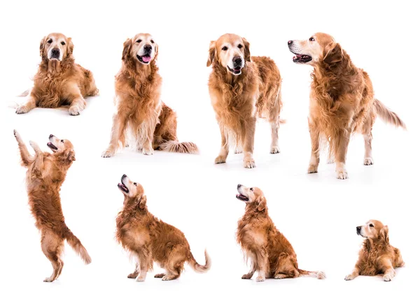 Photo collage golden retriever — Stock Photo, Image