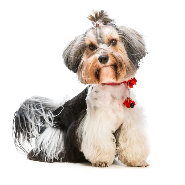 Yorkshire Terrier — Stock Photo, Image