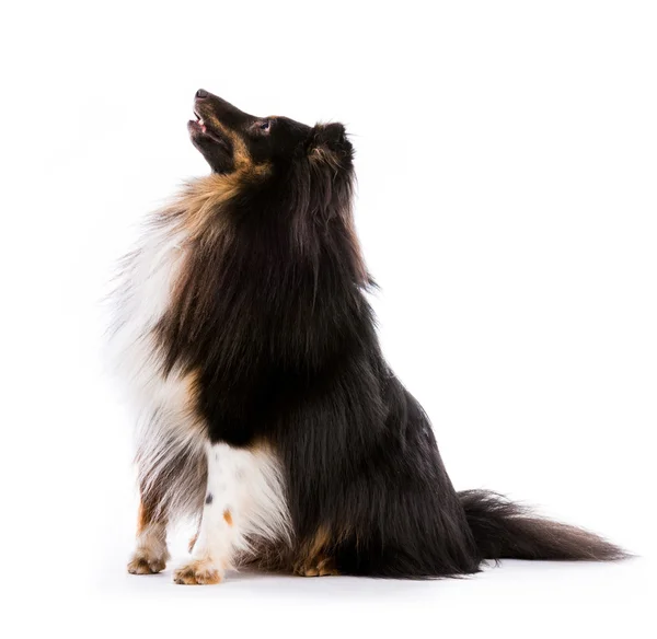 Shetland Sheepdog — Stockfoto