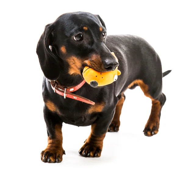 Puppy dachshund Stock Image