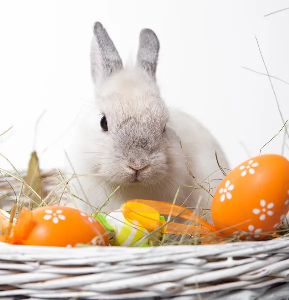 Rabbit in a basket — Stock Photo, Image
