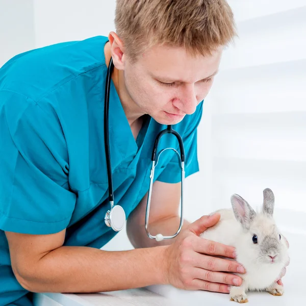 Doctor veterenarii with a rabbit — Stock Photo, Image