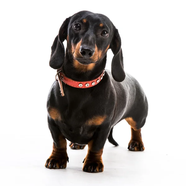 Puppy dachshund — Stock Photo, Image