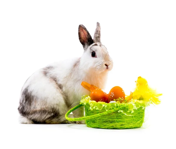 Coniglio e un cesto con uova di Pasqua — Foto Stock