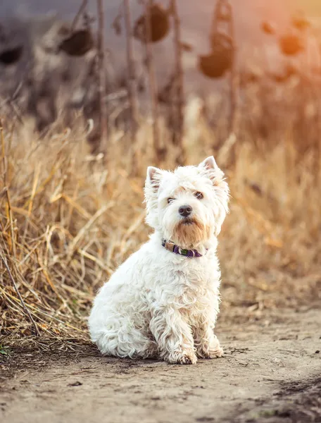 Pequeño perro razas blanco terrier —  Fotos de Stock