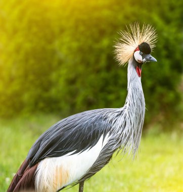 gri taç vinçGrulla coronada gris