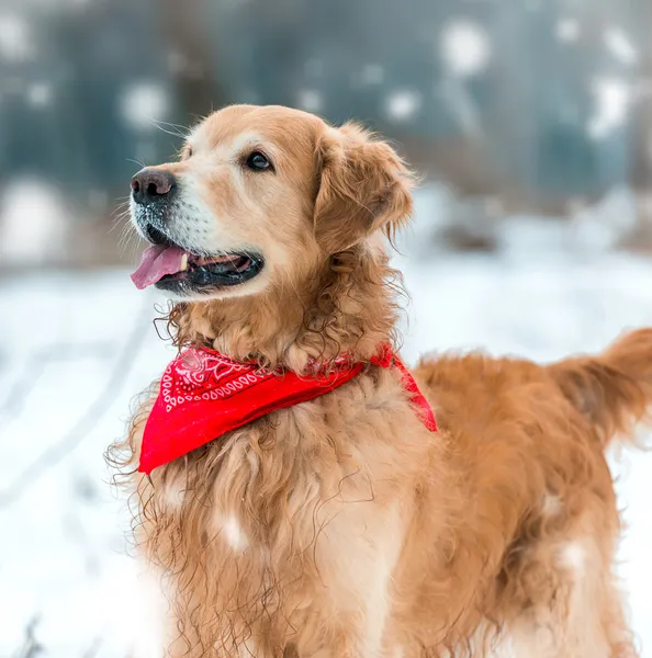 Beautiful dog outdoors — Stock Photo, Image