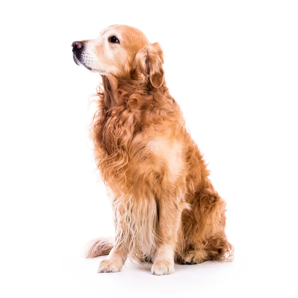 Beautiful dog sitting — Stock Photo, Image