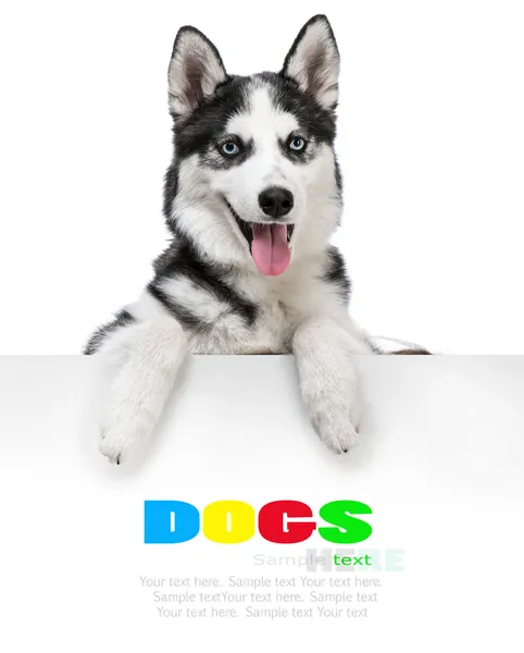 Husky hunden med vita banner — Stockfoto