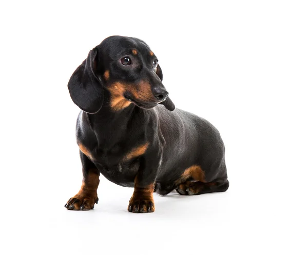 Svart Tax hund — Stockfoto