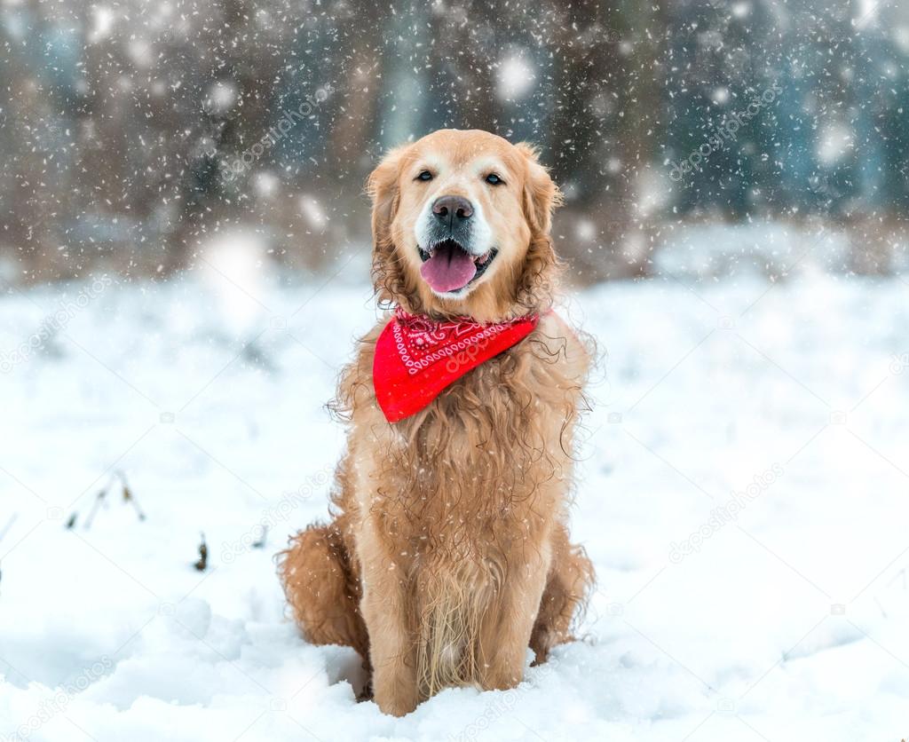 Beautiful dog outdoors