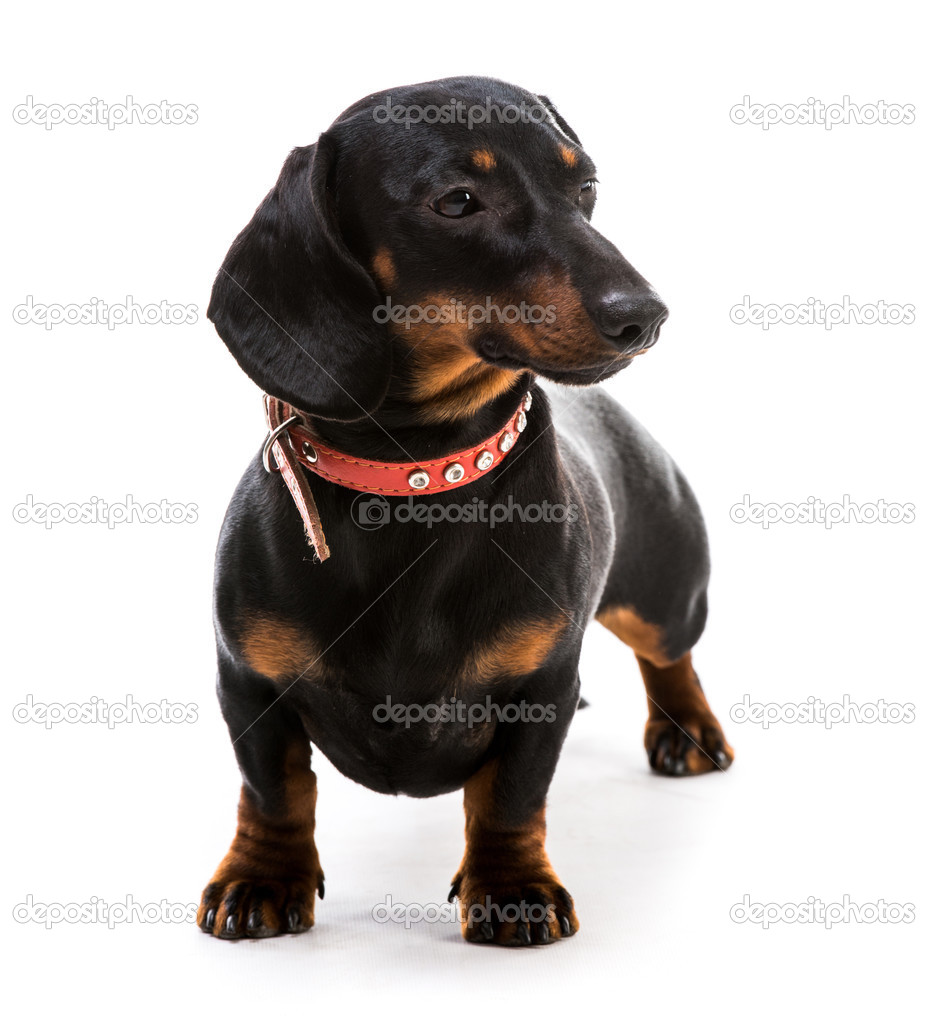 Cane Bassotto Nero Foto Stock Tan4ikk 49448975