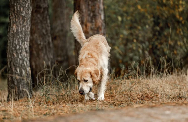 Golden retriever hond in het bos — Stockfoto