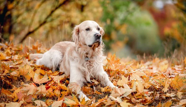Golden retriever köpek park
