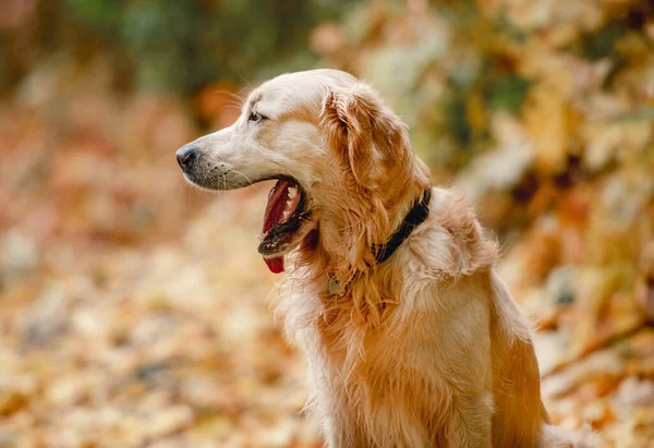 Golden retriever köpek park — Stok fotoğraf