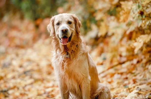 Zlatý retrívr pes v parku — Stock fotografie