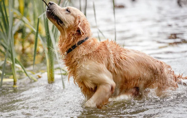 Golden retriever hund jägare — Stockfoto