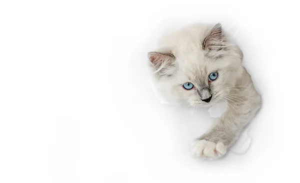 Ragdoll cat in light room — Stock Photo, Image