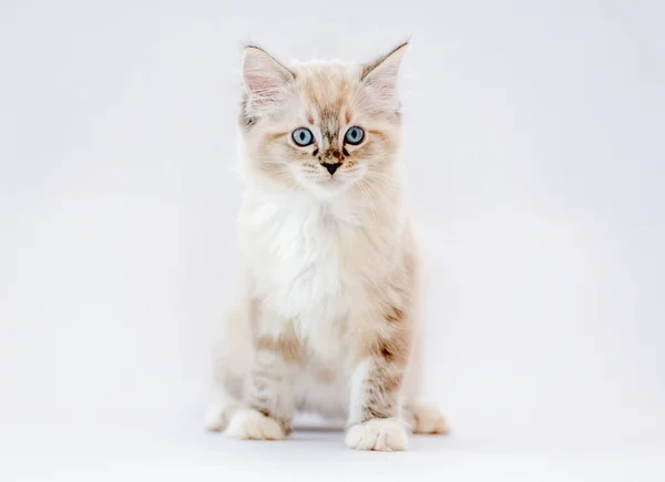 白い背景に隔離されたラグドール子猫 — ストック写真