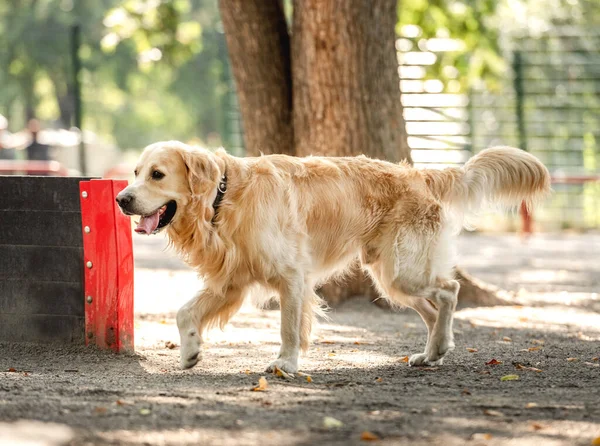 Golden retriever hund utomhus — Stockfoto