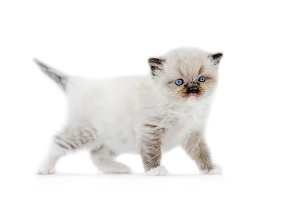 Ragdoll kitten geïsoleerd op witte achtergrond — Stockfoto