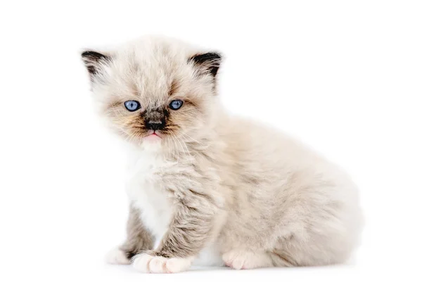 Ragdoll kitten isolated on white background — Stock Photo, Image