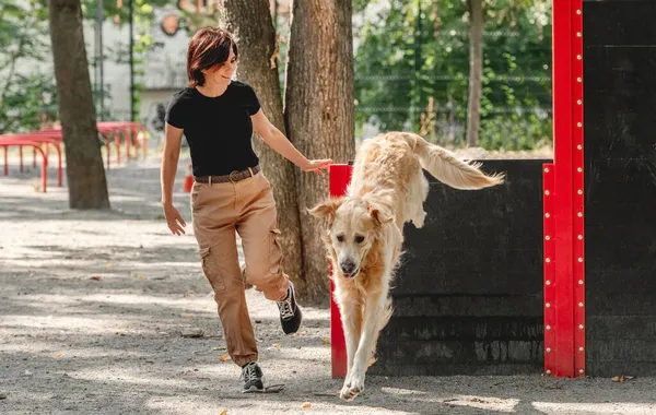 女の子の訓練黄金の取得犬 — ストック写真