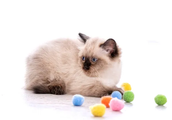 Gatinho Ragdoll brincando com brinquedos — Fotografia de Stock