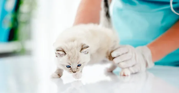 ラグドール子猫で獣医師クリニック — ストック写真