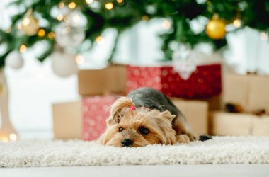 Noel zamanı köpek teriyeri