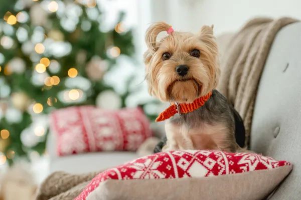 Dog terrier in Christmas time — Stock Photo, Image