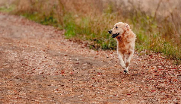 Sonbahar ormanında golden retriever köpeği — Stok fotoğraf