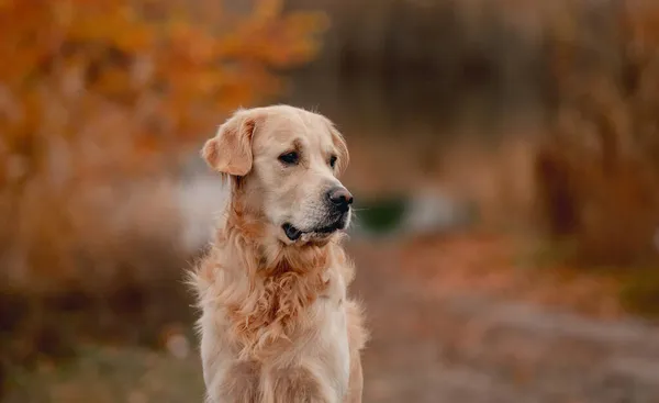Golden retriever cão na floresta de outono — Fotografia de Stock